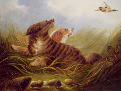 Spaniel in Azione da George Armfield